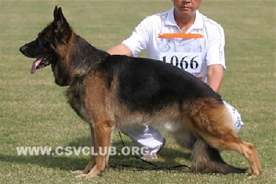 des meilleurs sangs - Farus des Meilleurs Sangs 5ème Auslèse championnat de Chine 2009